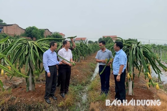 Nhiều hộ trồng thanh long thu lãi 15 triệu đồng/sào