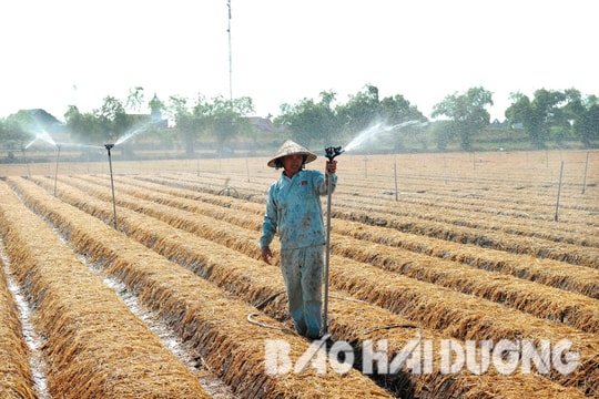 Hải Dương xem xét hỗ trợ 384,7 tỷ đồng phát triển nông nghiệp công nghệ cao, hữu cơ