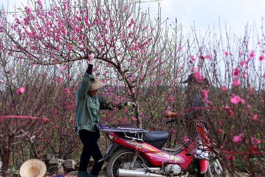 Vietnam to enjoy seven-day Lunar New Year break