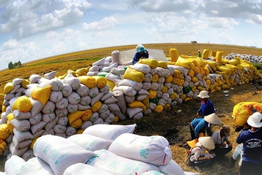 Giá gạo Việt đắt nhất lịch sử, thu về 4 tỷ USD