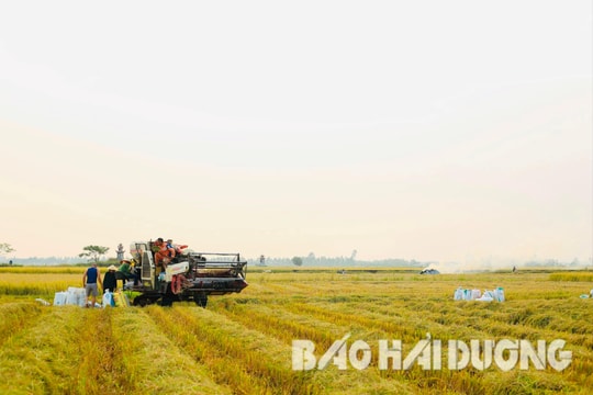 Hải Dương xem xét thu hồi, chuyển mục đích sử dụng hơn 21 ha đất