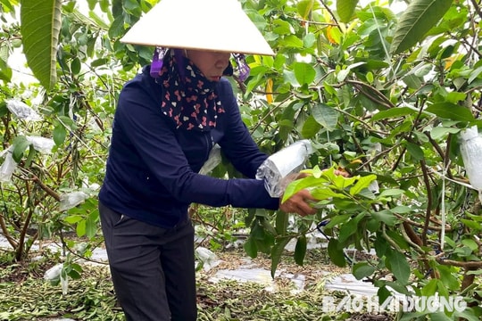 Nâng cao giá trị quả ổi nhờ tham gia mô hình chi hội nghề nghiệp