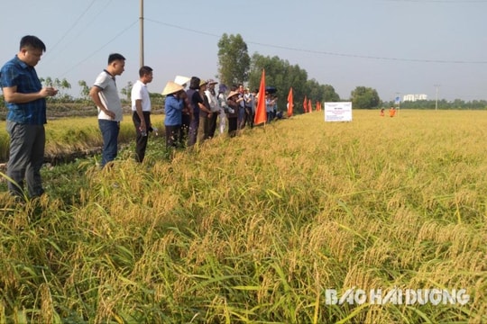 Tăng năng suất lúa nhờ phân bón tháp cao Stavin