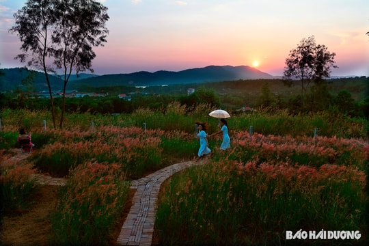 Thơ mộng đồi cỏ hồng Chí Linh