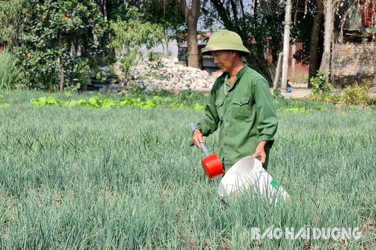 Hải Dương vượt kế hoạch trồng hành tỏi vụ đông