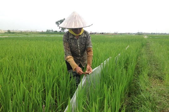 "Mèo tặc"
