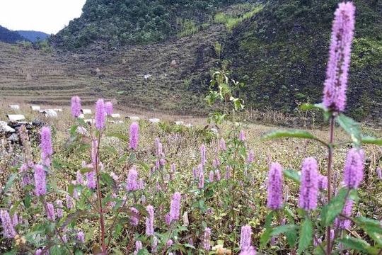 Hoa bạc hà