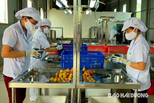 Quản lý chặt chẽ mã số vùng trồng và cơ sở đóng gói