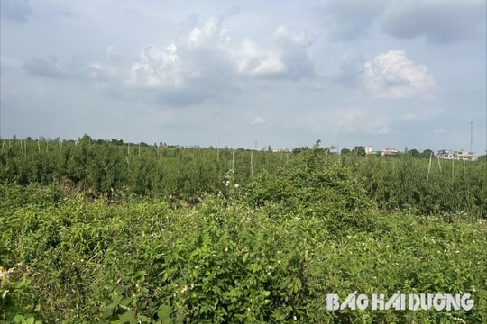 Cho thuê đất thực hiện dự án Trường Mầm non và Tiểu học Nam Hải Dương