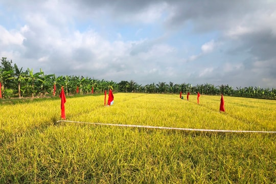 Toàn bộ diện tích lúa hữu cơ ở Tứ Kỳ được bao tiêu với giá cao