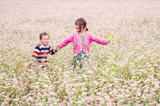 Hoa tam giác mạch ở Hà Giang đẹp mơ màng