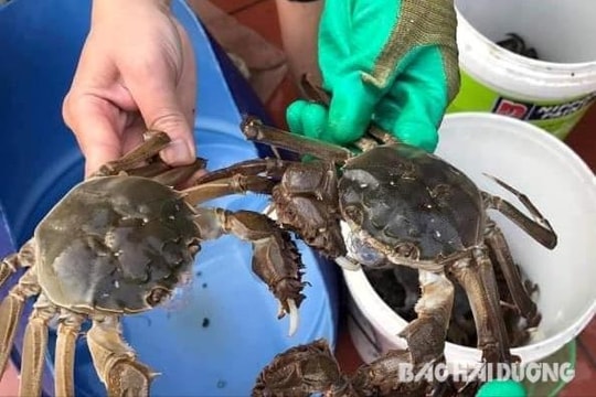 Cà ra bán tràn lan tại các chợ không rõ nguồn gốc xuất xứ