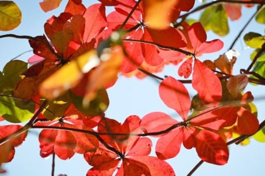 Tháng mười một, để ta nhớ về nhau