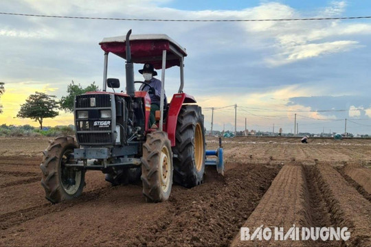 Công ty CP Phát triển nông nghiệp Vàng bao tiêu hơn 170 mẫu khoai tây 