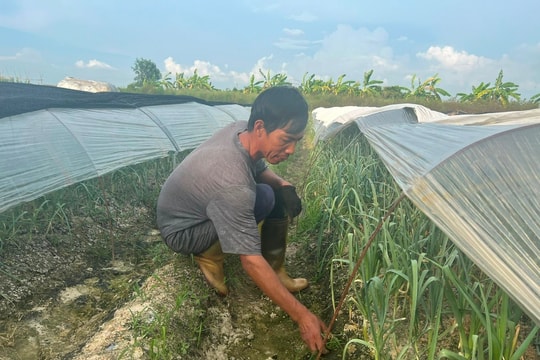 Gia Lộc chuyển đổi đất lúa không đạt kế hoạch