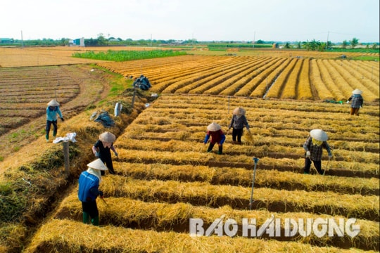 Hải Dương hỗ trợ phát triển sản xuất nông nghiệp hàng hóa tập trung ứng dụng công nghệ cao