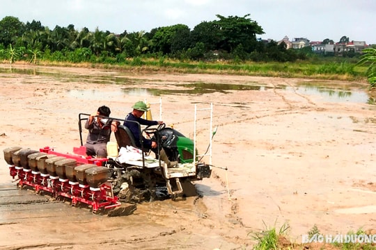 Cẩm Giàng diện tích lúa cấy máy thấp