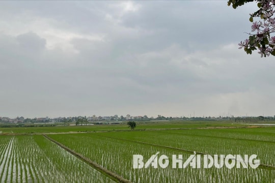 Hải Dương thu hồi, chuyển mục đích sử dụng hơn 21 ha đất trồng lúa