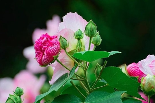 Có nên trồng hoa phù dung trước nhà?