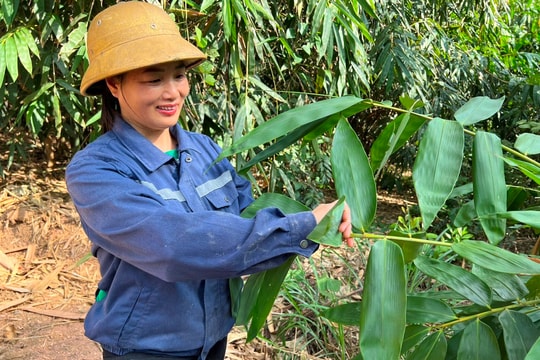 Người dân Hoàng Hoa Thám bán lá tre xuất khẩu