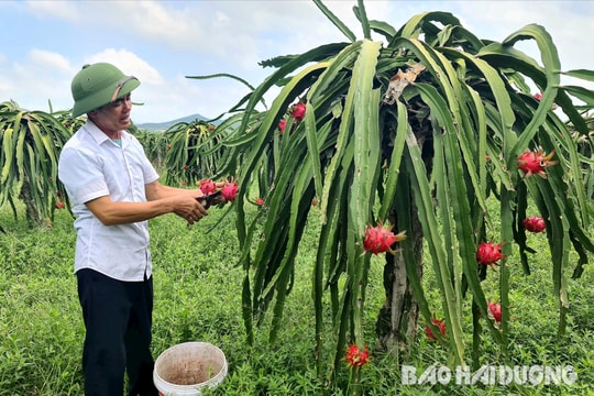 Hải Dương chi 1,6 tỷ đồng hỗ trợ liên kết sản xuất và tiêu thụ sản phẩm OCOP