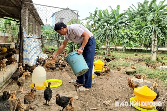 Kỳ vọng thời điểm vàng của người chăn nuôi