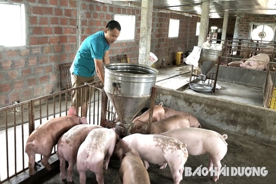 Cần chú ý gì khi tái đàn vật nuôi cuối năm?