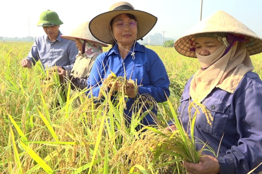 Được mùa nếp cái hoa vàng