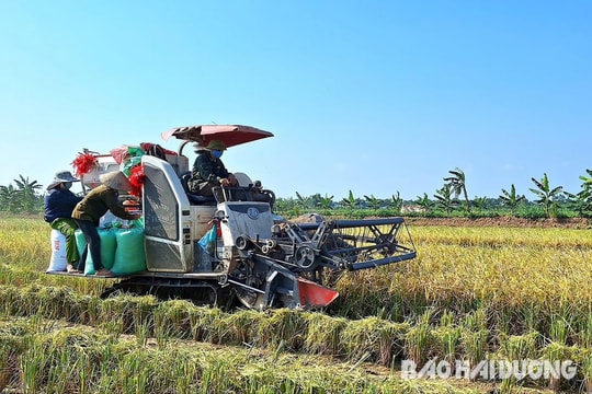 Nông dân Hải Dương thu hoạch xong lúa mùa muộn