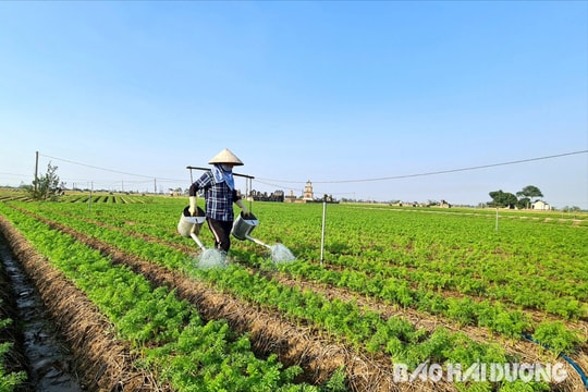 Hải Dương vượt kế hoạch trồng cà rốt vụ đông