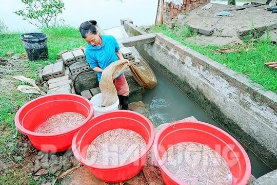 Anh có về mùa rươi?