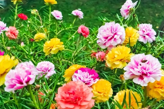 Có nên trồng hoa mười giờ trước nhà?