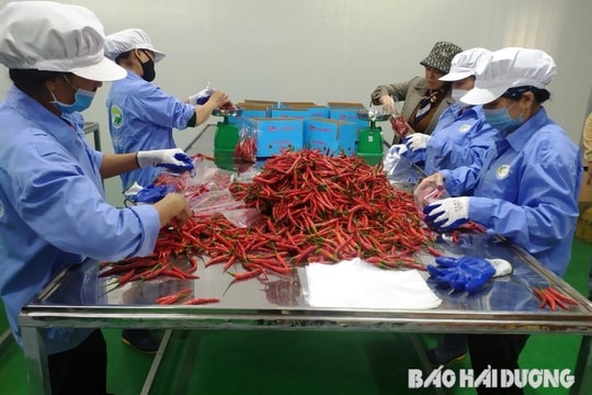 Nông dân Hải Dương tiêu thụ ớt thuận lợi