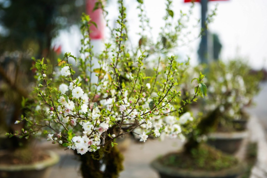 Cây nhất chi mai có ý nghĩa gì?