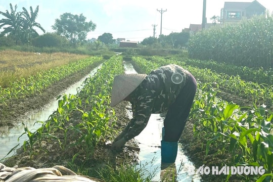Gia Lộc đầu tư trên 5,6 tỷ đồng chống hạn