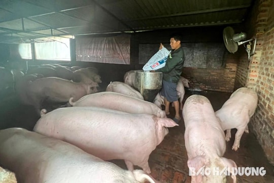 Không còn hộ tham gia đề tài nuôi lợn bằng thảo dược
