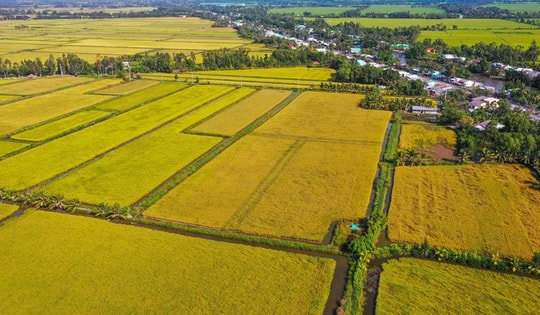 Bài toán lúa gạo cho Việt Nam