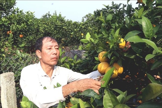 Hưng Yên mùa cam "ngọt"