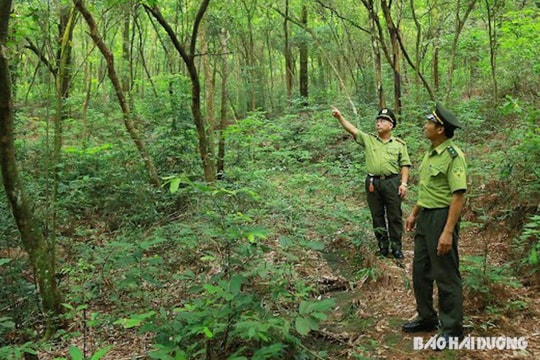 Hải Dương duy trì cảnh báo cháy rừng cấp cực kỳ nguy hiểm