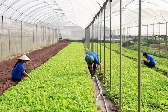 Những chính sách mới nhất của Nhà nước về phát triển hợp tác xã