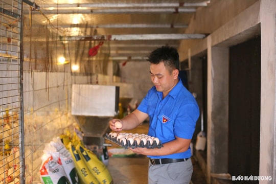 Khởi nghiệp từ những quả trứng gà