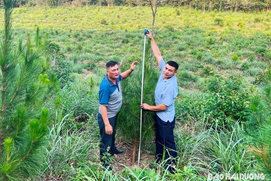Chăm sóc, bảo vệ hơn 8 ha rừng đặc dụng, phòng hộ tại Chí Linh