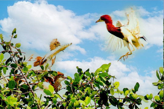 Quảng Yên - đất lành, chim đậu