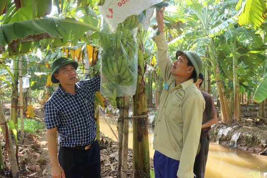 Nông dân Thanh Hà chăm chuối Tết