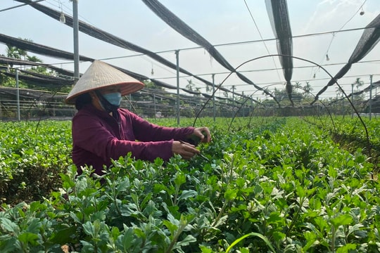 Một nông dân Thanh Hà thu 700 triệu đồng/năm từ trồng hoa cúc