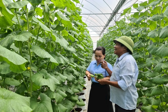 Giá trị sản phẩm thu hoạch trên 1 ha đất trồng trọt, thủy sản của Hải Dương tăng cao