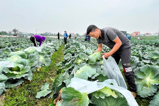 Hải Dương thu hoạch hơn 30% diện tích cây vụ đông