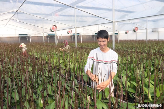 Nhà vườn trồng lan tất bật chăm hoa Tết
