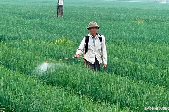 “Đầu trần, chân đất” phun thuốc bảo vệ thực vật