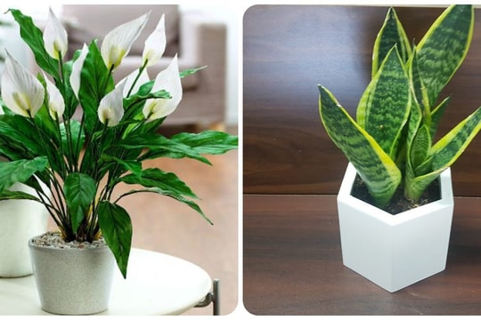 5 loại cây trồng trong nhà giúp thanh lọc không khí